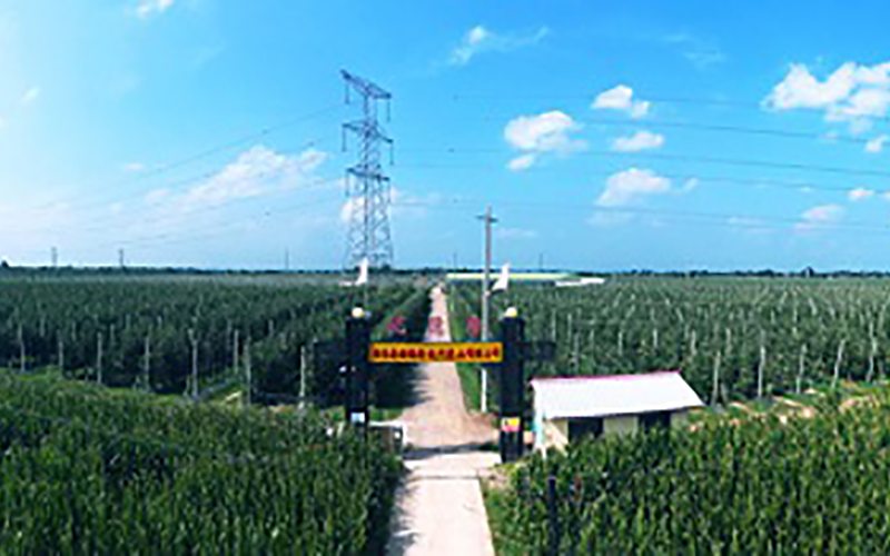 靈臺優德隆農業公司1300畝果園安防監控、網絡機房案例